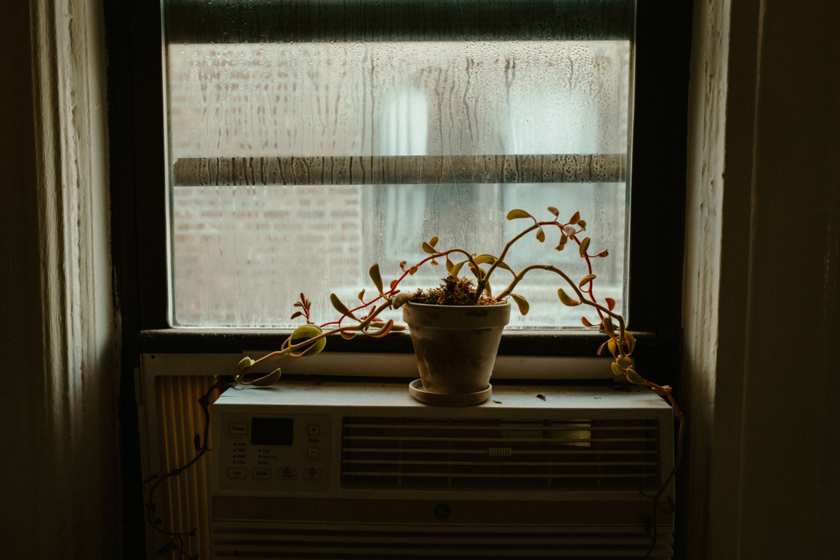Lola, photograph 1